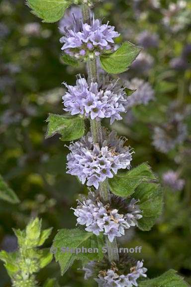 mentha haplocalyx 2 graphic